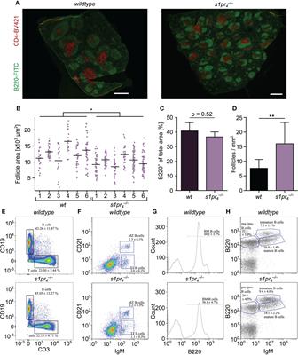 S1PR4 deficiency results in reduced germinal center formation but only marginally affects antibody production